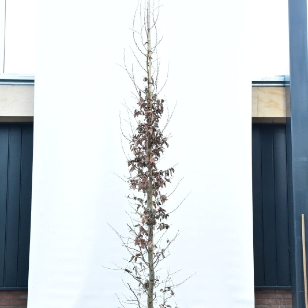 Parrotia persica 'Cherry Tips'