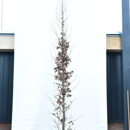 Parrotia persica 'Cherry Tips'