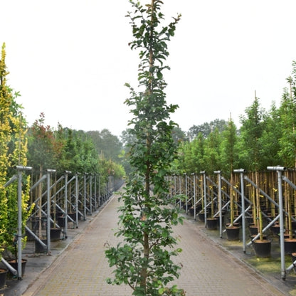 Parrotia persica 'Cherry Tips'