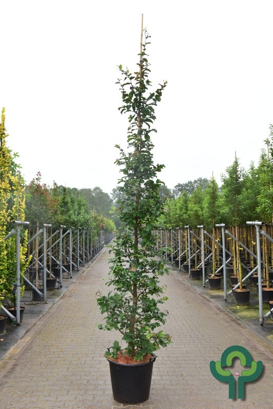 Parrotia persica 'Cherry Tips'