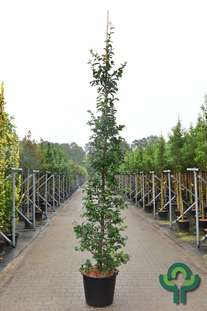 Parrotia persica 'Cherry Tips'