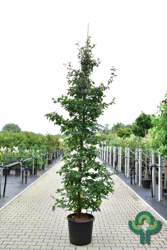 Parrotia persica 'Cherry Tips'