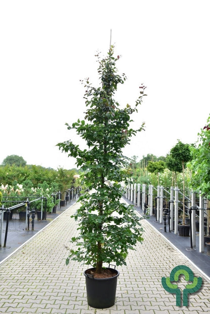 Parrotia persica 'Cherry Tips'