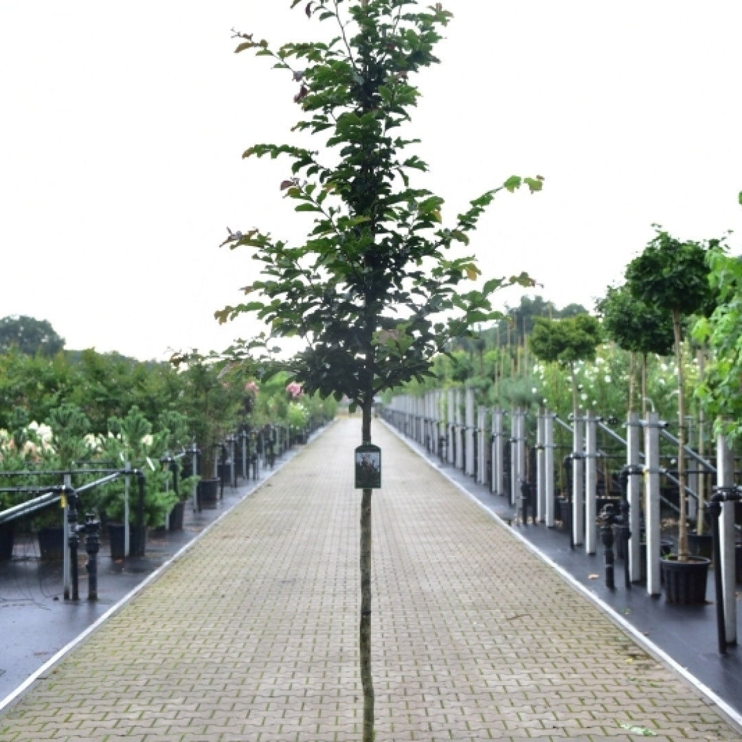 Parrotia persica 'Jodrell Bank'