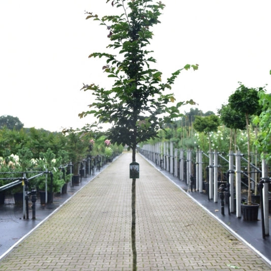 Parrotia persica 'Jodrell Bank'