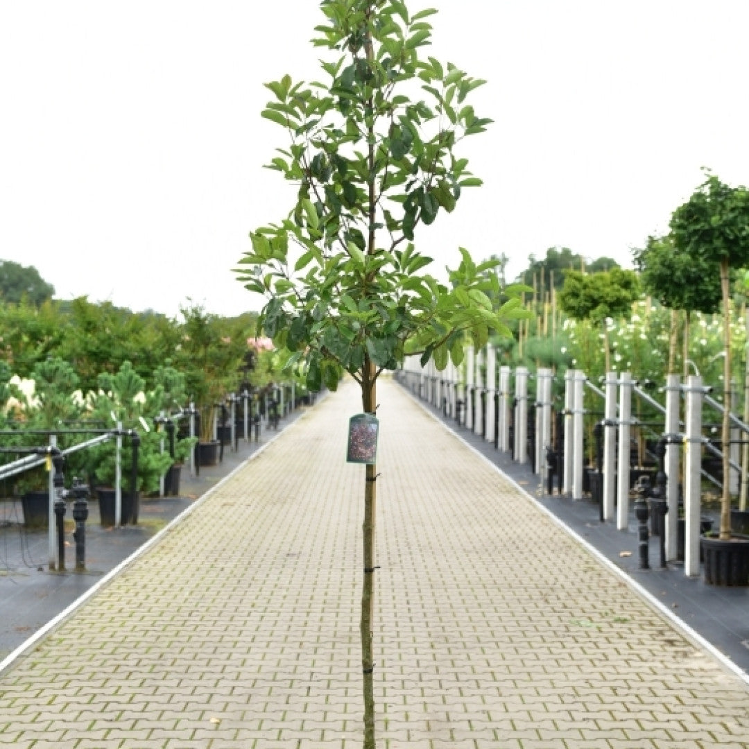 Photinia fraseri 'Camilvy'