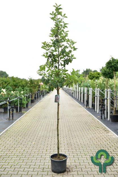 Photinia fraseri 'Camilvy'