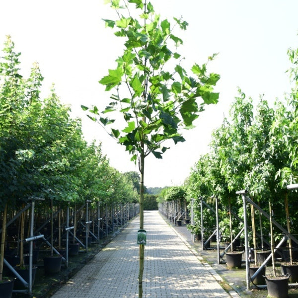 Platanus hispanica