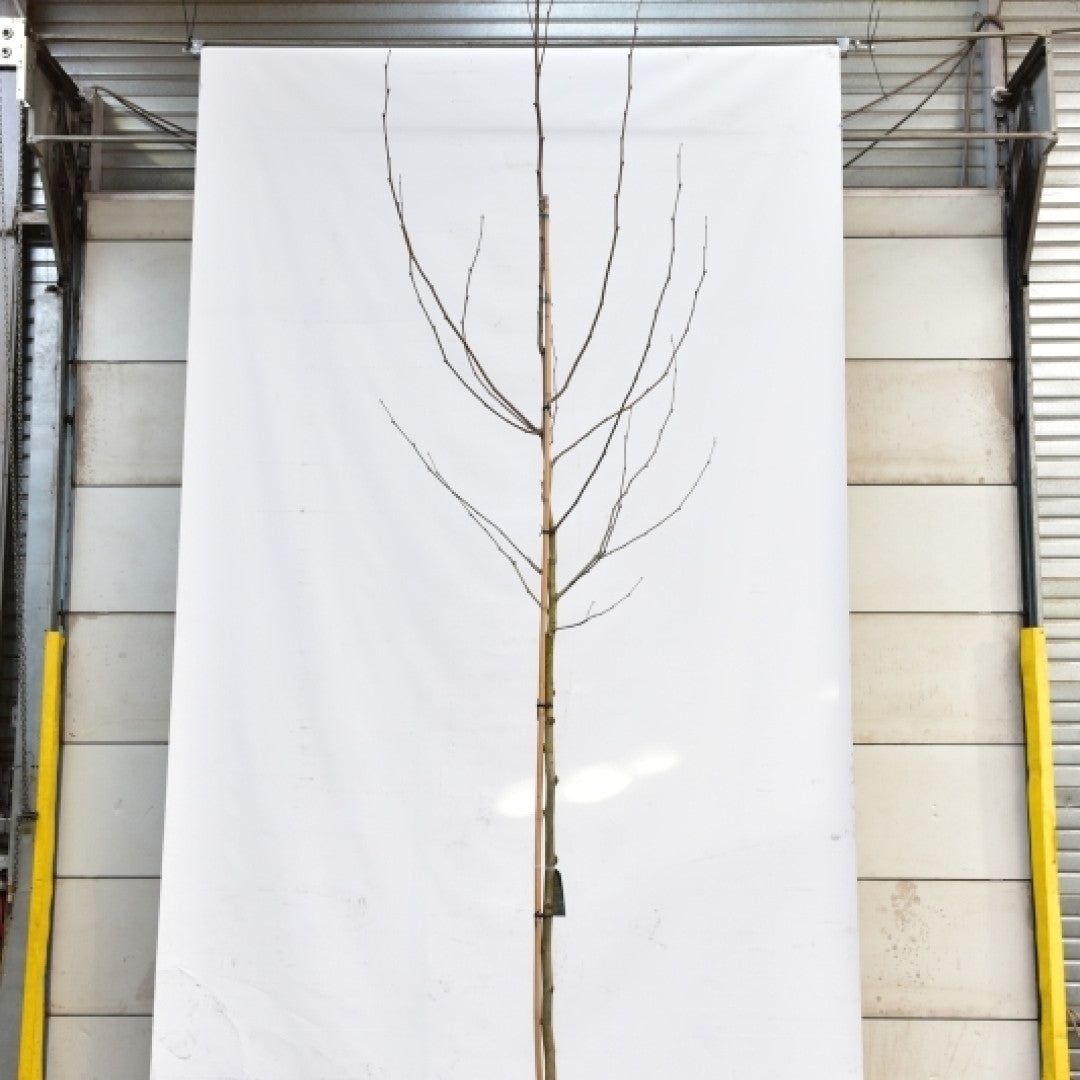 Platanus hispanica