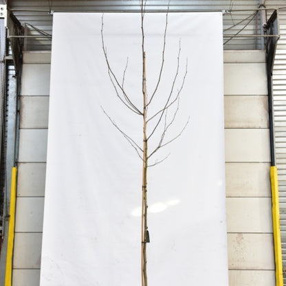 Platanus hispanica