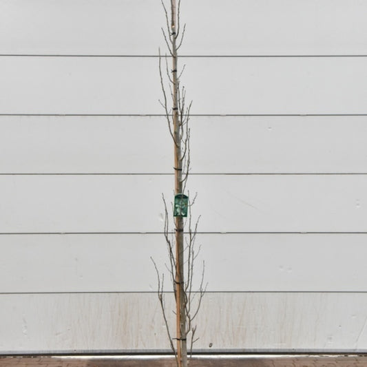 Populus tremula 'Erecta'