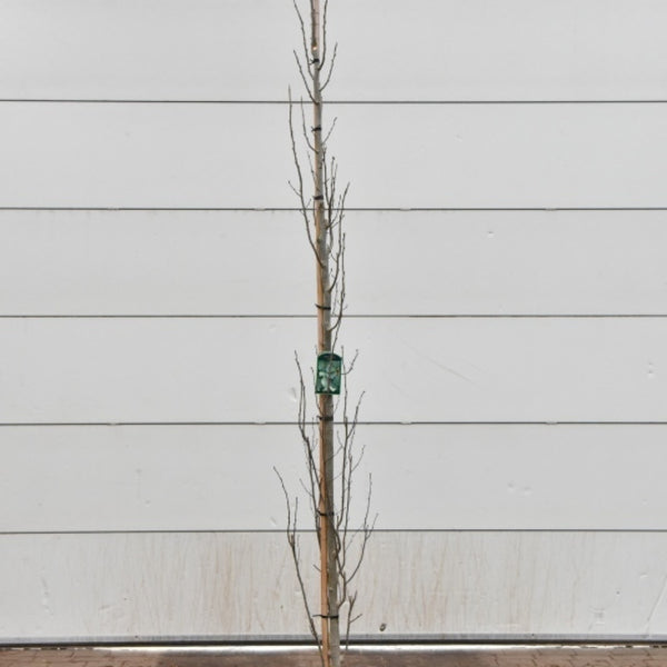 Populus tremula 'Erecta'