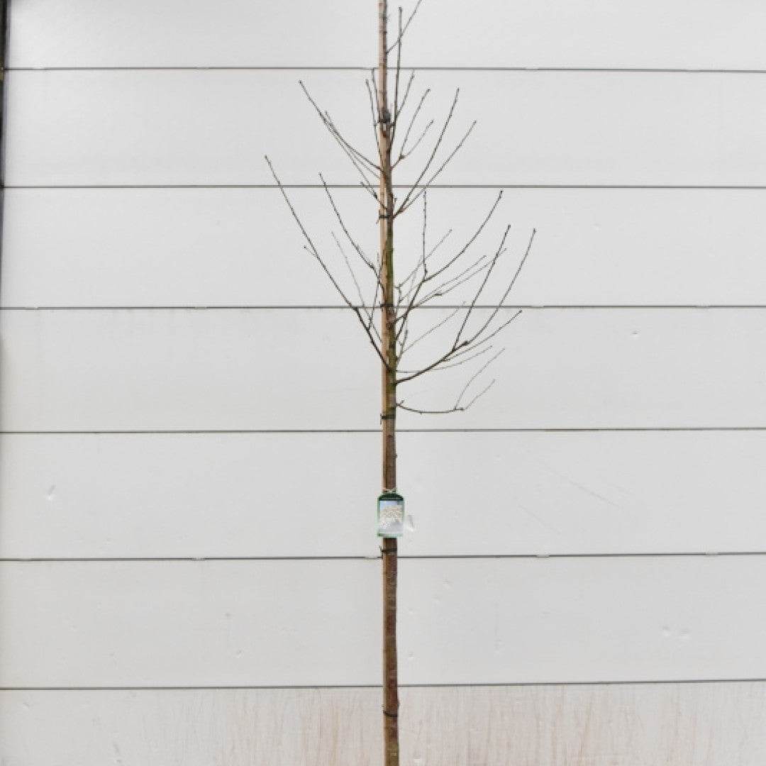 Prunus avium 'Plena'
