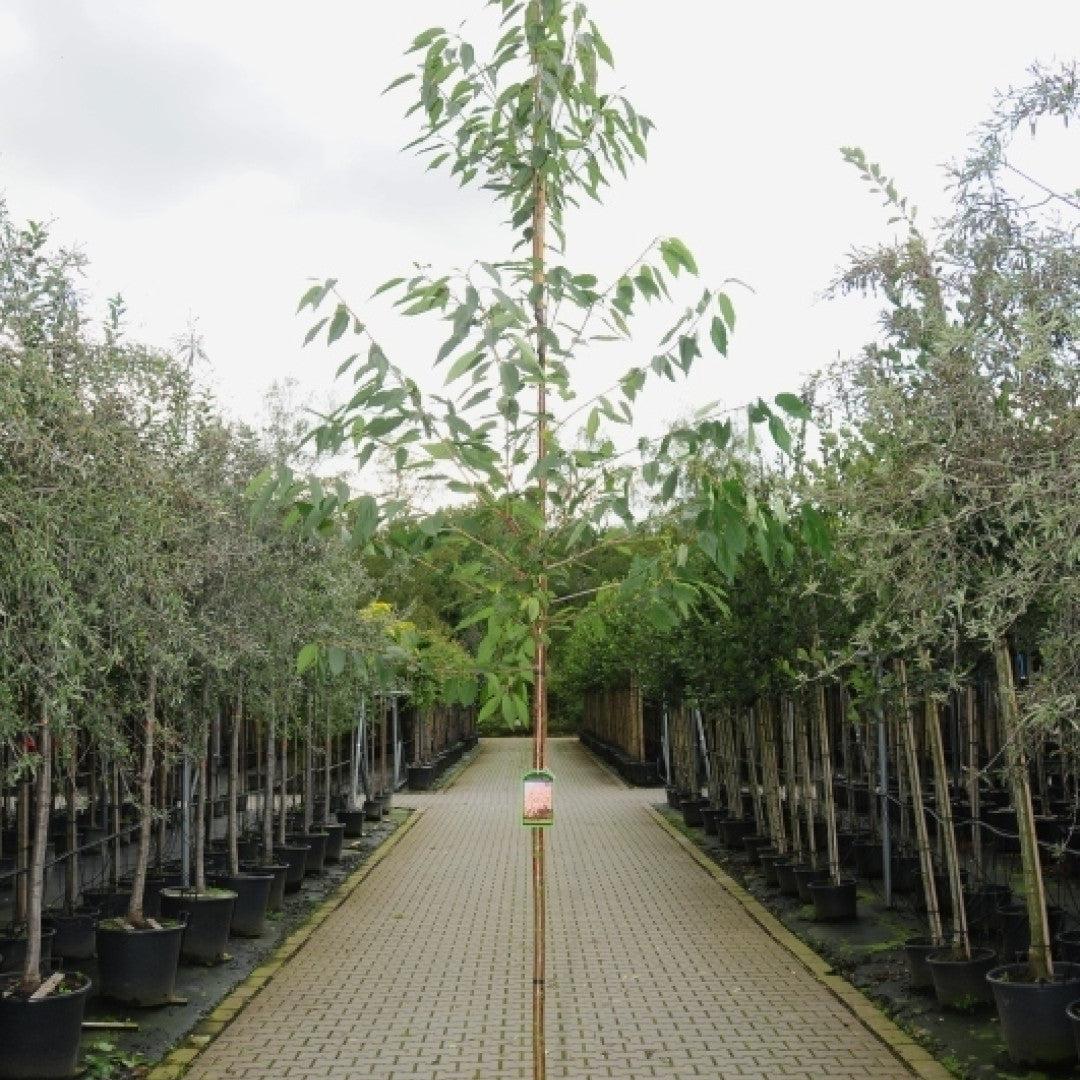 Prunus avium 'Plena'