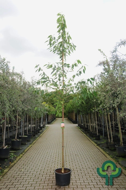 Prunus avium 'Plena'
