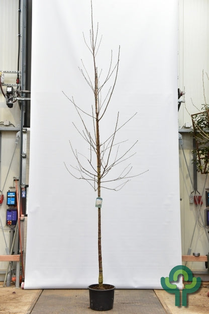 Prunus avium 'Plena'