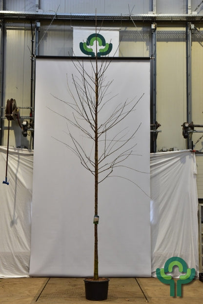 Prunus avium 'Plena'