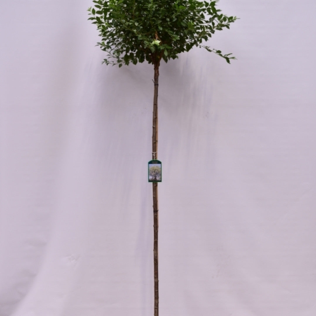 Prunus eminens 'Umbraculifera'