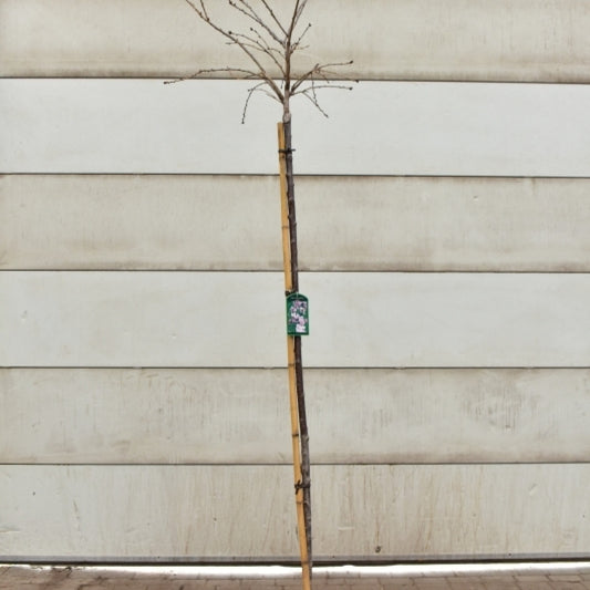 Prunus 'Kiku-shidare-zakura'