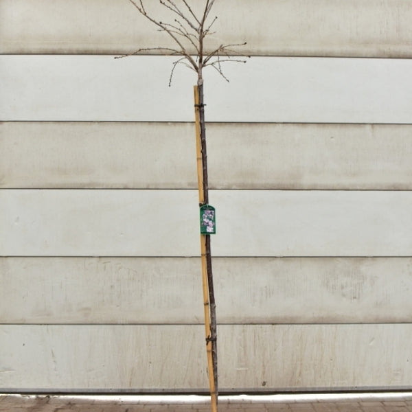 Prunus 'Kiku-shidare-zakura'