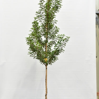 Prunus lusitanica 'Brenelia'