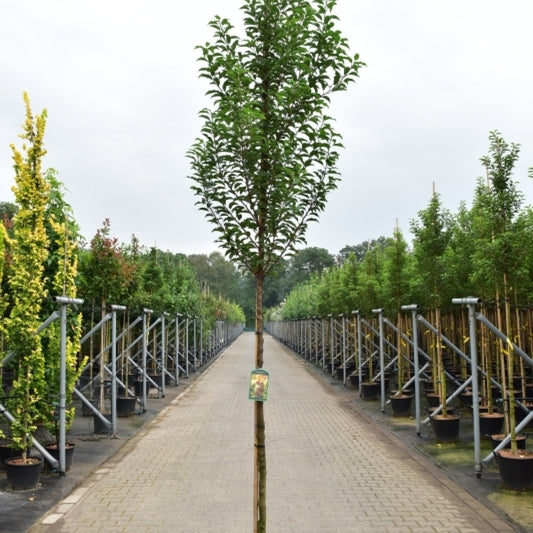 Prunus lusitanica 'Brenelia'