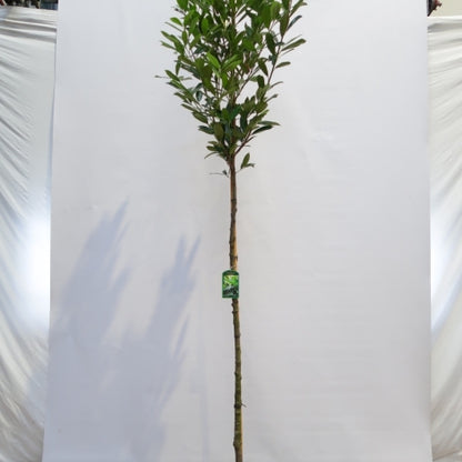 Prunus laurocerasus 'Caucasica'