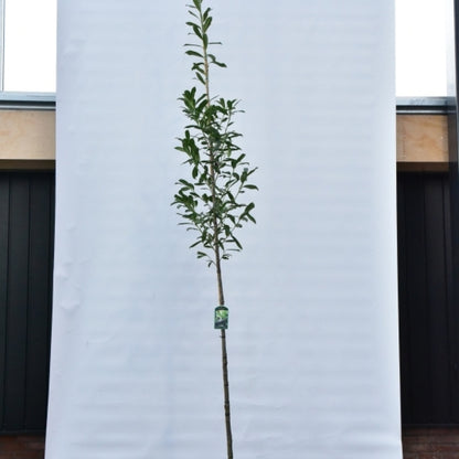 Prunus laurocerasus 'Caucasica'