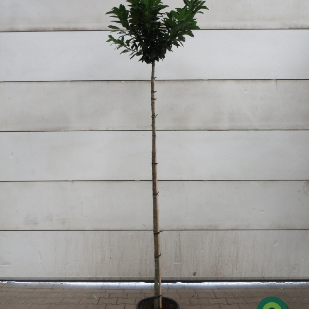 Prunus laurocerasus 'Kleopatra'