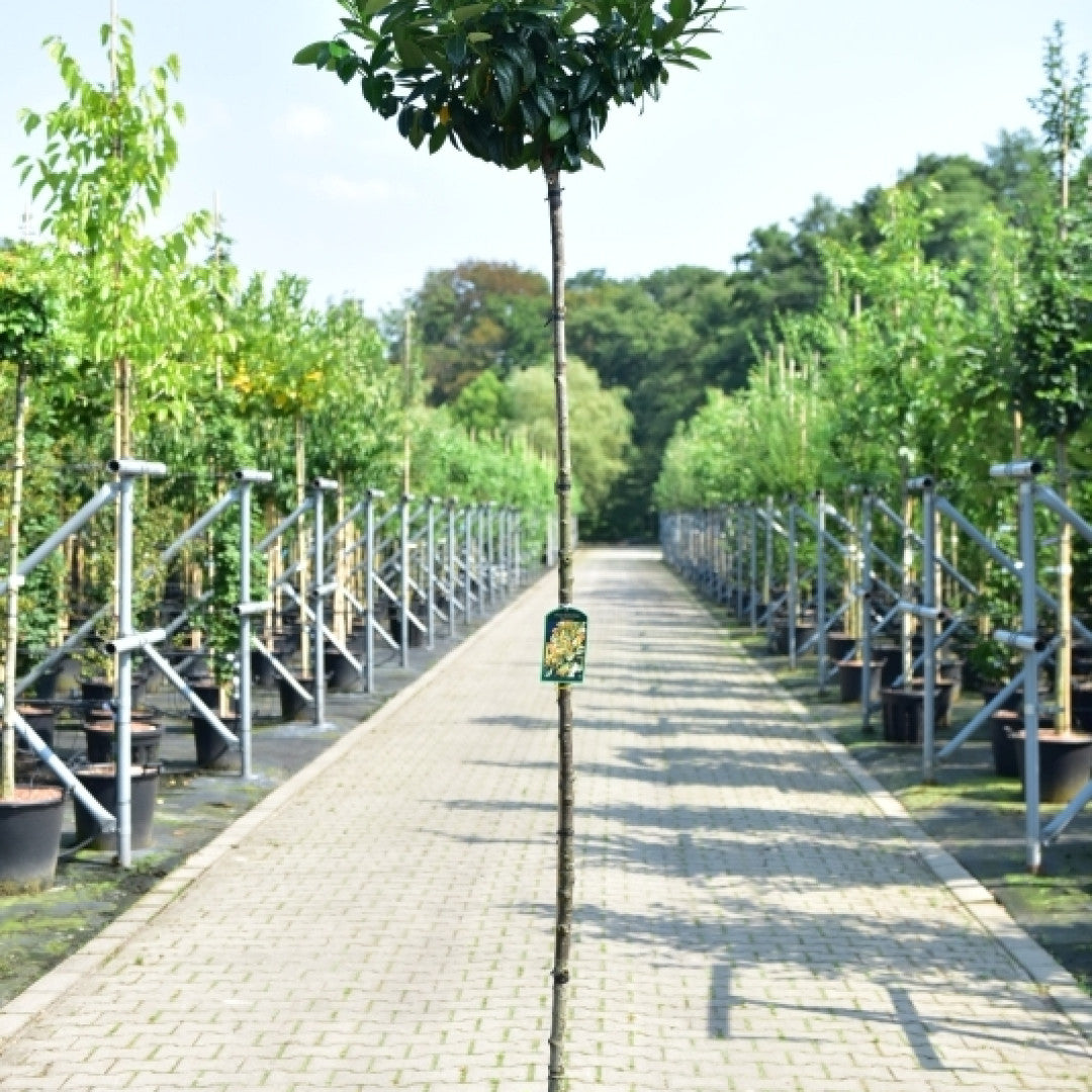 Prunus laurocerasus 'Kleopatra'