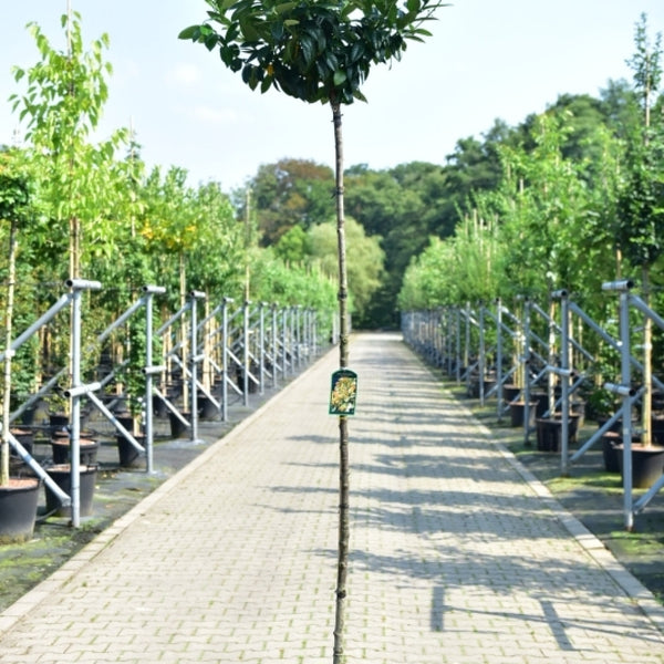 Prunus laurocerasus 'Kleopatra'