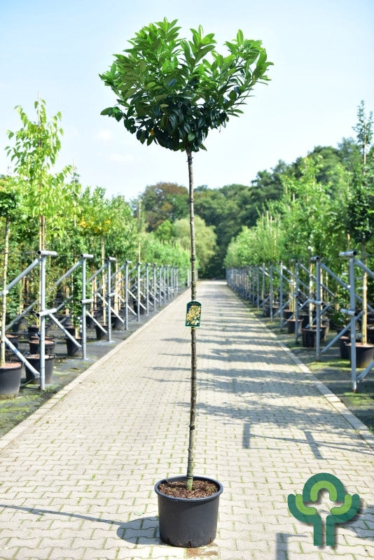 Prunus laurocerasus 'Kleopatra'