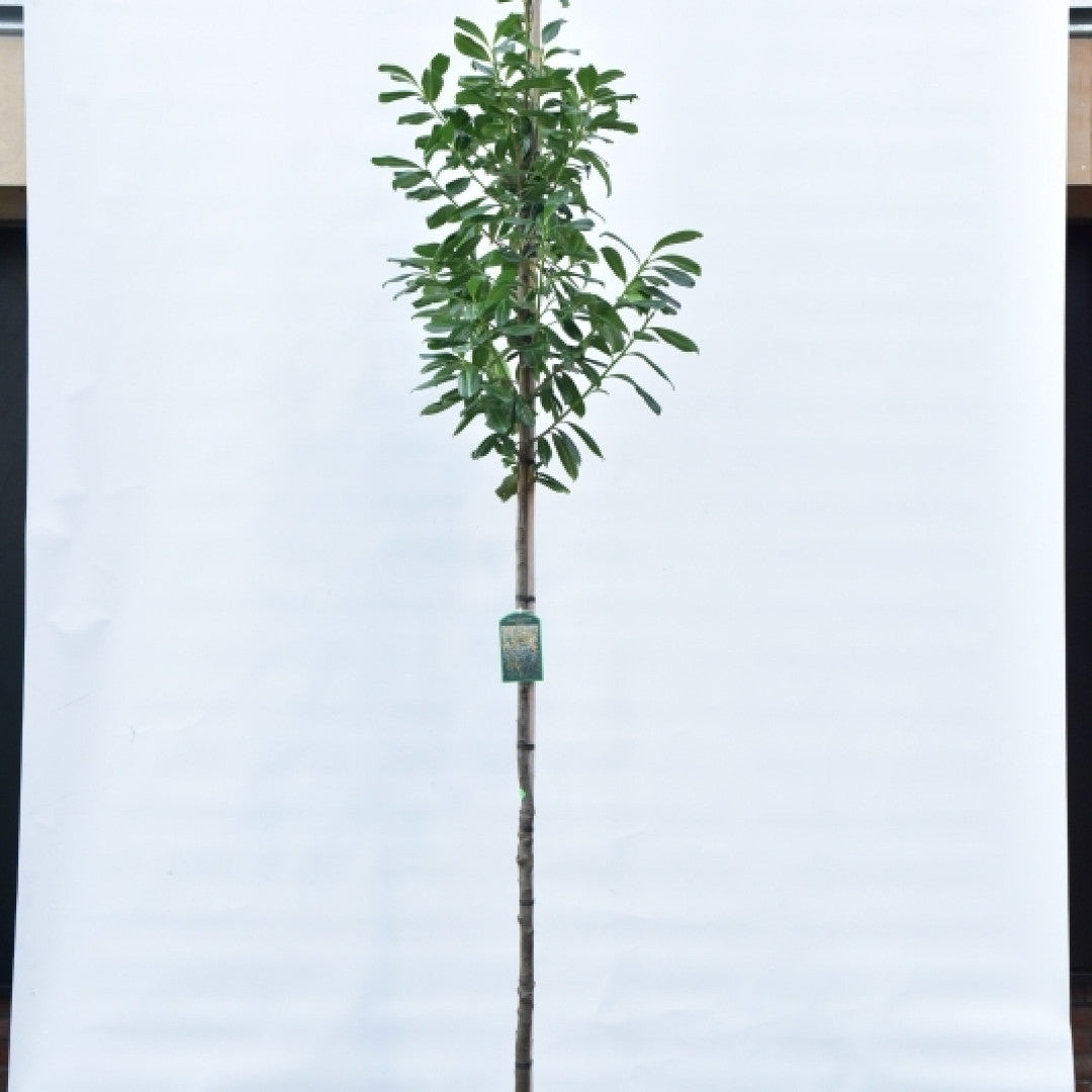 Prunus laurocerasus 'Novita'