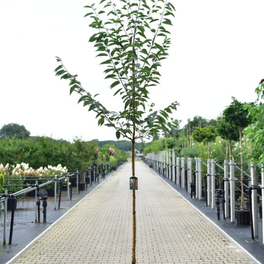 Prunus maackii 'Amber Beauty'