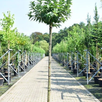 Prunus padus 'Nana'