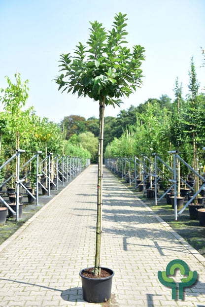 Prunus padus 'Nana'