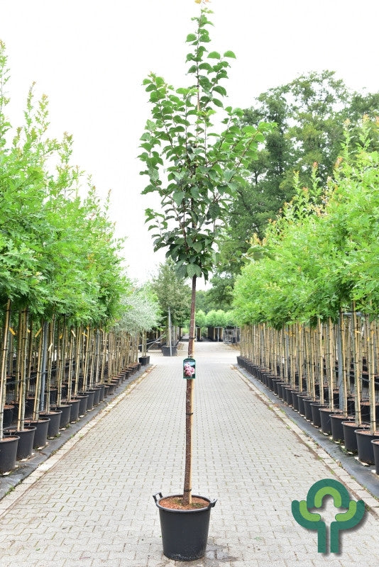 Prunus sargentii 'Rancho'