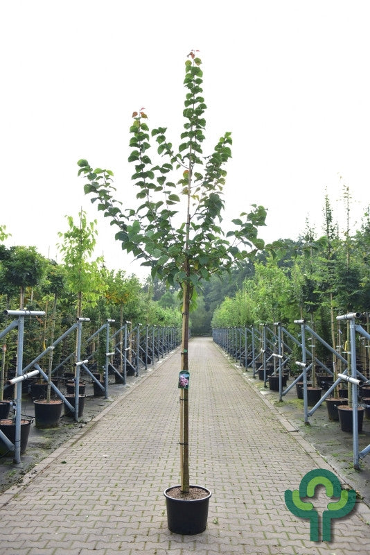 Prunus sargentii 'Rancho'
