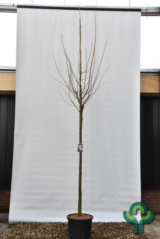Prunus sargentii 'Rancho'