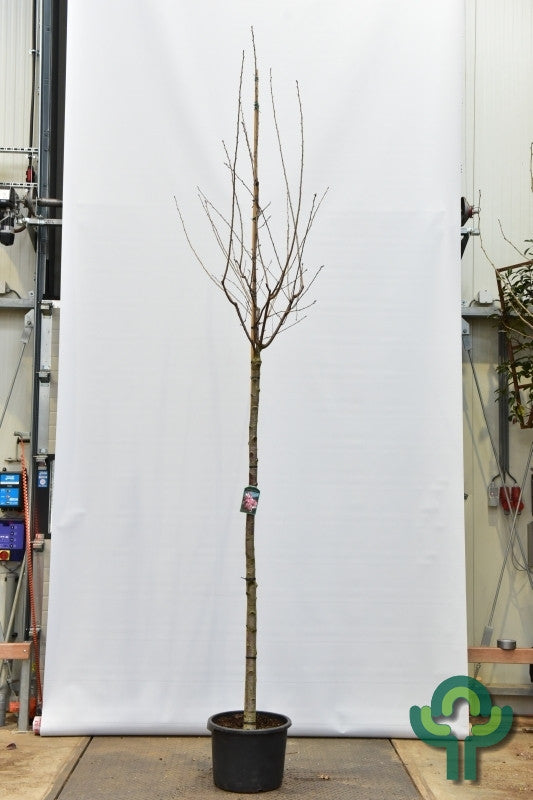 Prunus sargentii 'Rancho'