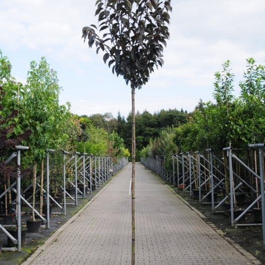 Prunus serrulata 'Royal Burgundy'