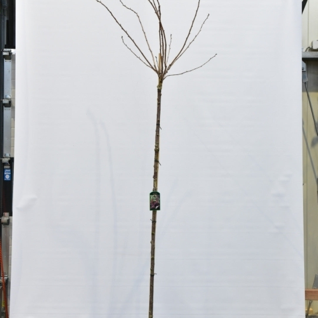 Prunus serrulata 'Royal Burgundy'