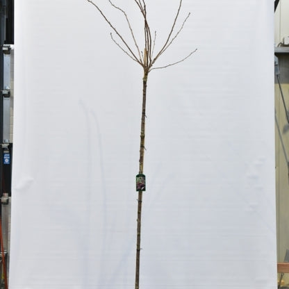 Prunus serrulata 'Royal Burgundy'