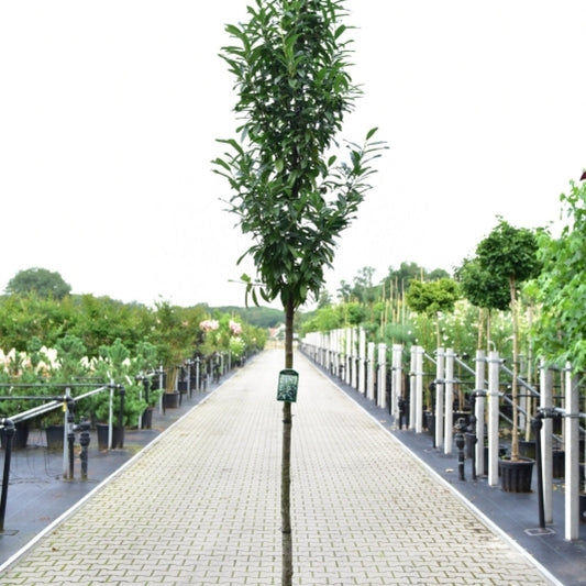 Prunus laurocerasus 'Genolia'