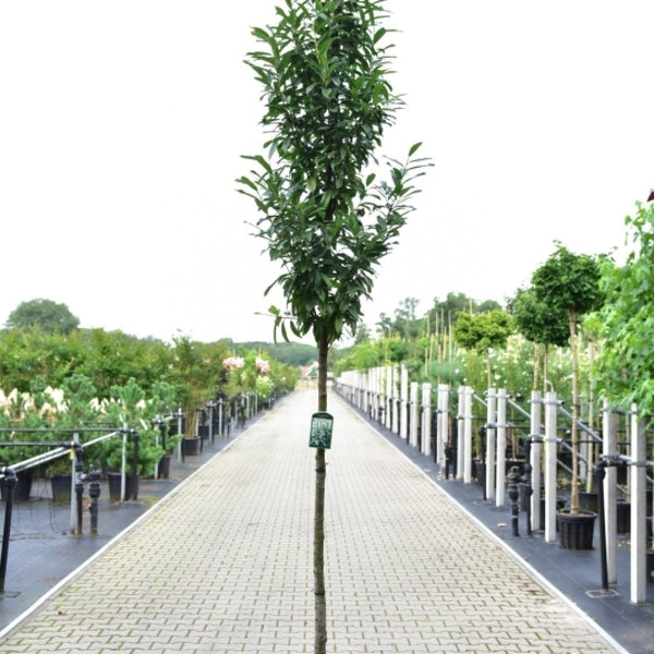 Prunus laurocerasus 'Genolia'