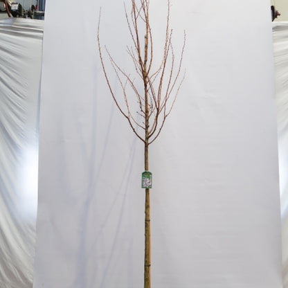 Prunus 'Umineko'