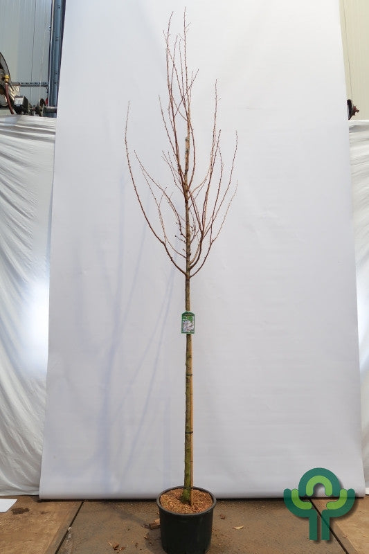 Prunus 'Umineko'