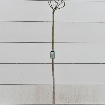 Prunus yedoensis