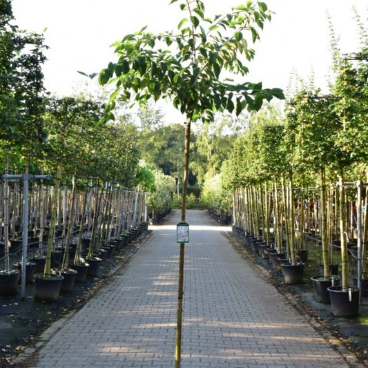 Prunus yedoensis