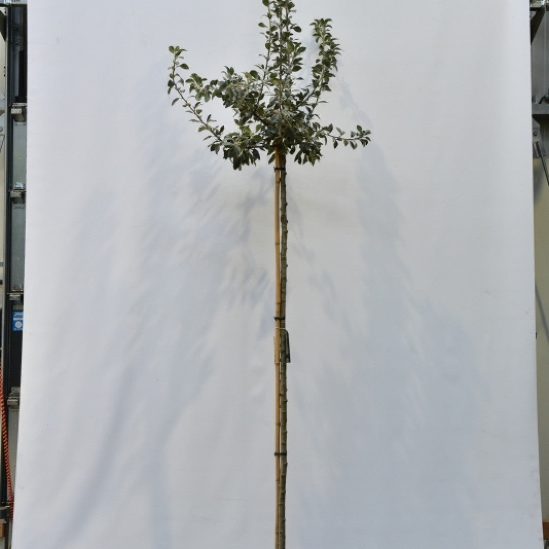 Pyrus nivalis 'Catalia'